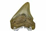 Juvenile Megalodon Tooth - North Carolina #172649-1